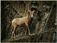 Longhorn Ram - Peter Dwyer : Merit 